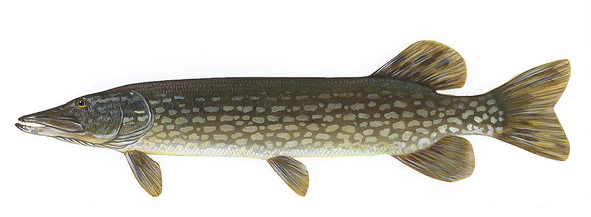 State fish of North Dakota