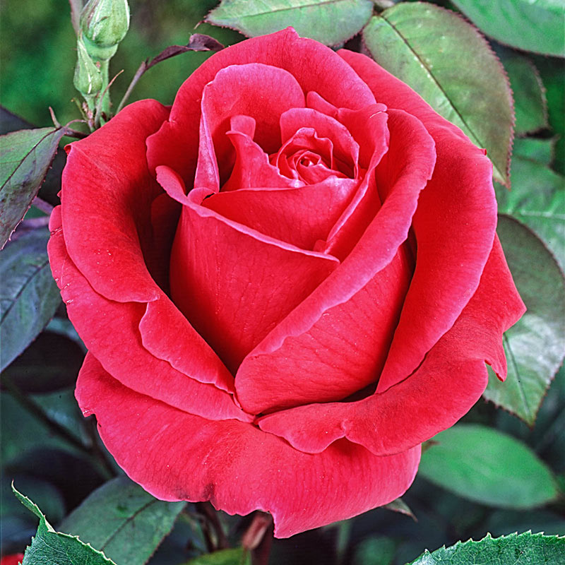 National flower of Luxembourg - Rose