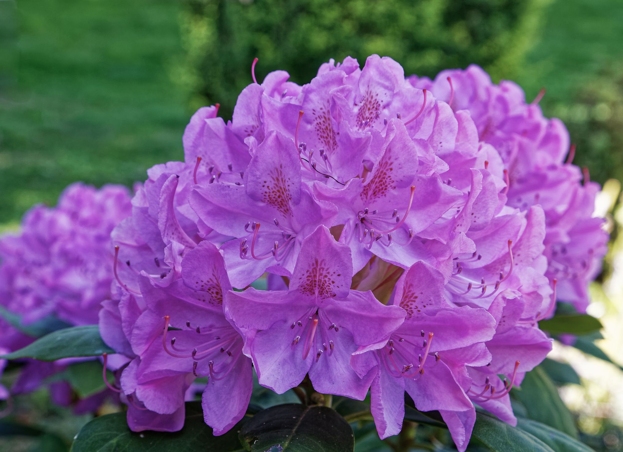 State Flower Of Washington Pacific Rhododendron Symbol Hunt