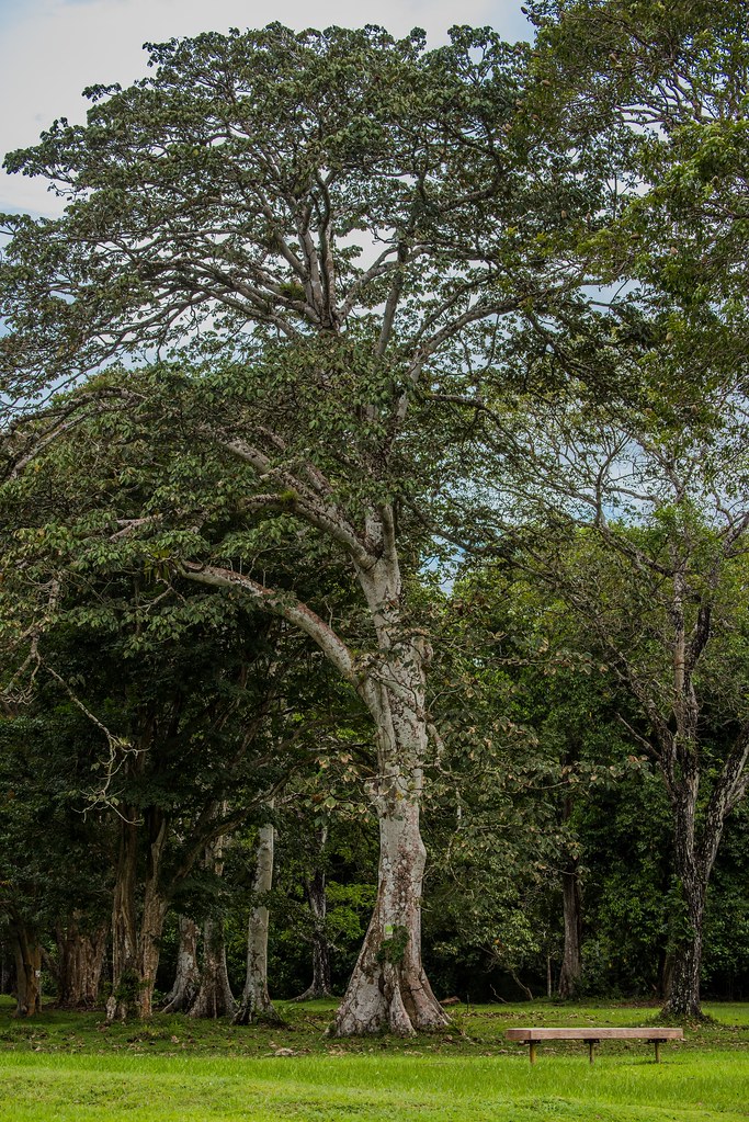 State tree of Rondônia