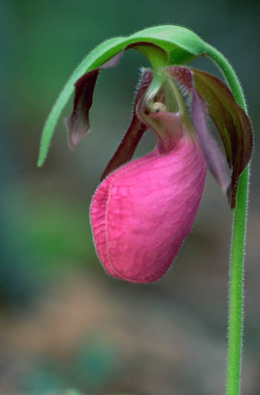 State flower of Prince Edward Island