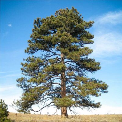 State tree of Montana