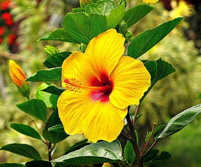 State flower of Hawaii