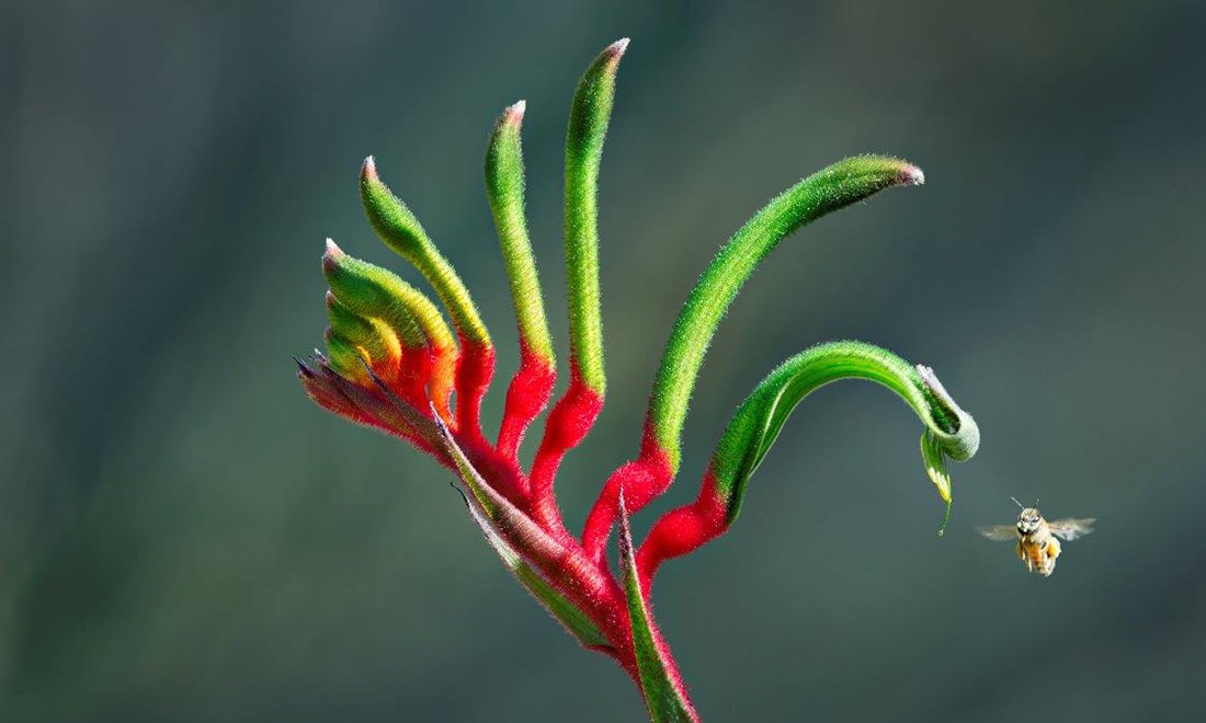 State flower of Western Australia