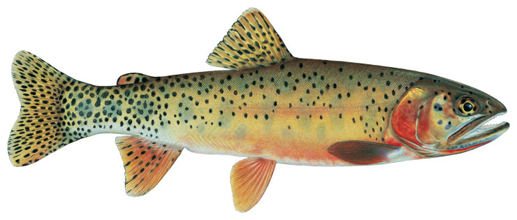 State fish of Wyoming