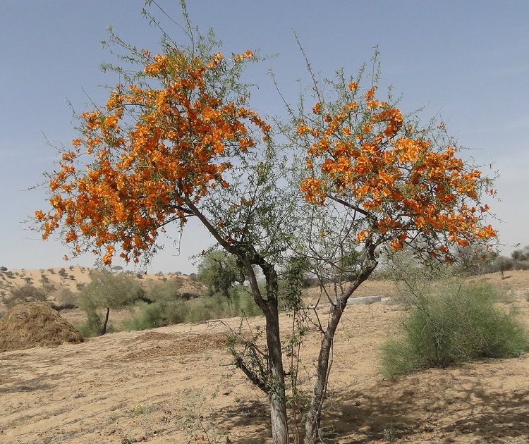 State flower of Rajasthan