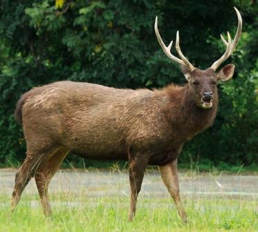 National animal of French Guiana - Deer | Symbol Hunt