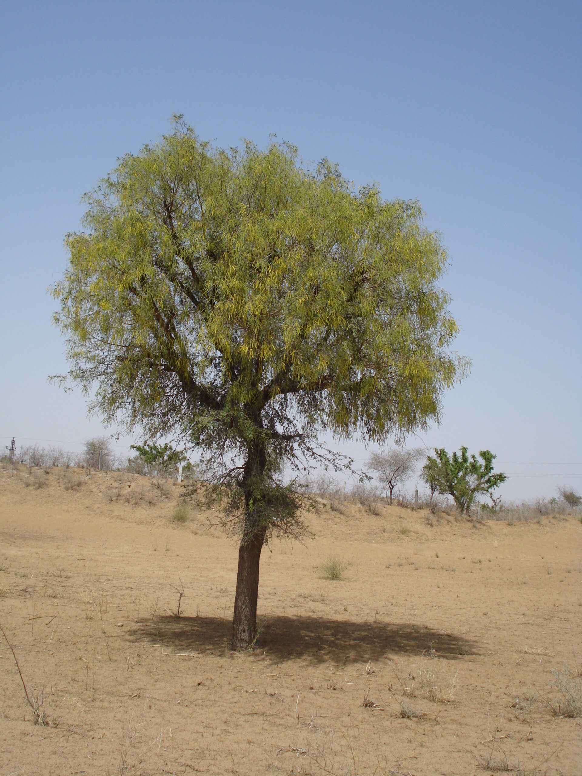 State tree of Rajasthan