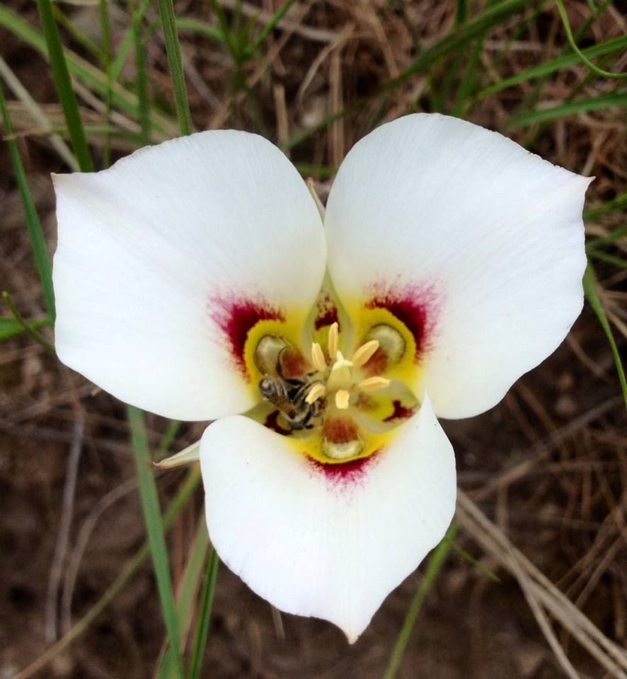 State flower of Utah