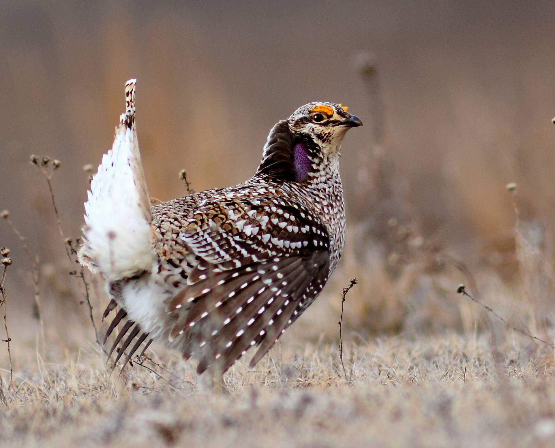 State Bird of Saskatchewan Sharptailed Grouse Symbol Hunt