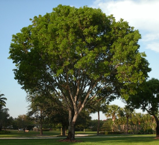 State tree of Punjab (Pakistan)