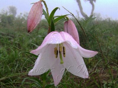 State flower of Manipur