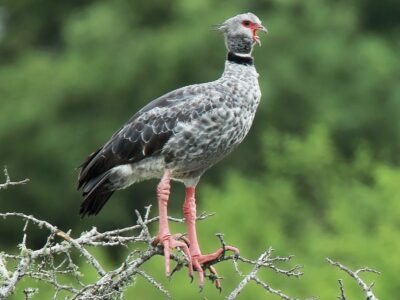 State bird of Mato Grosso