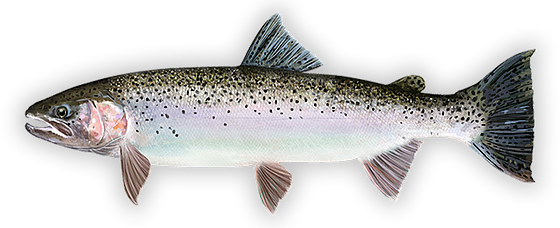 State fish of Washington