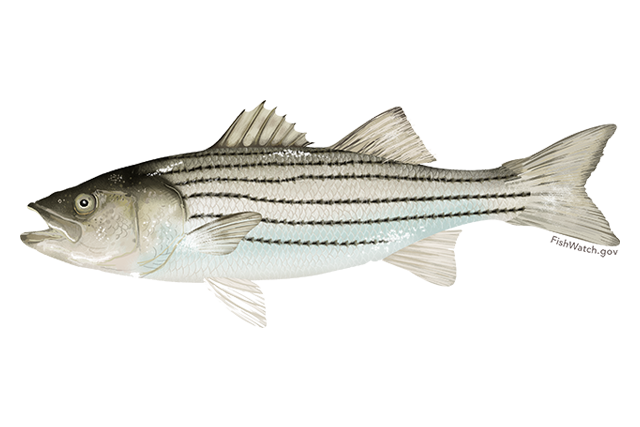 State fish of Rhode Island