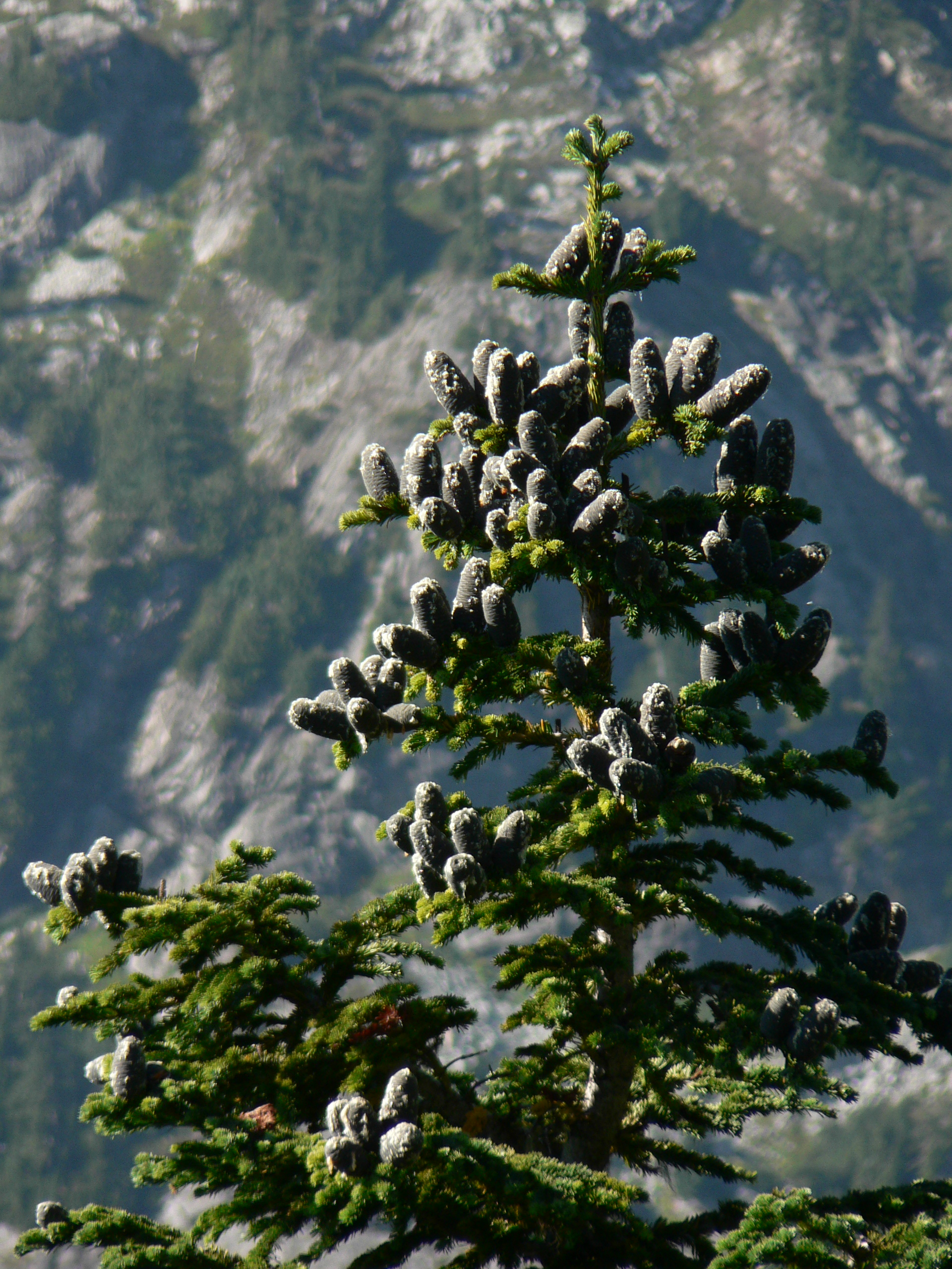 State tree of Yukon