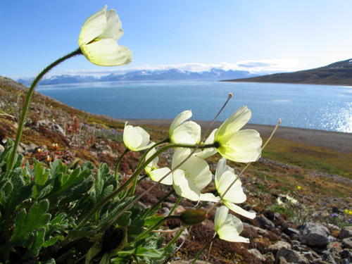 National flower of Svalbard - Svalbard poppy