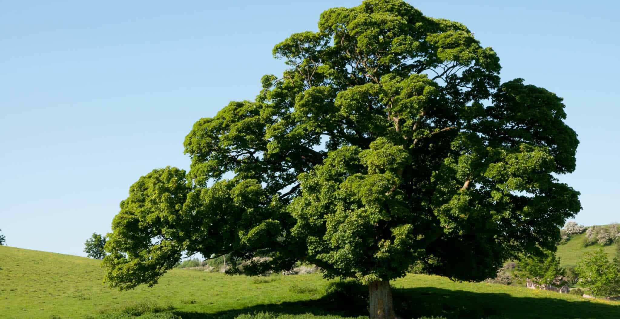 National tree of United Kingdom