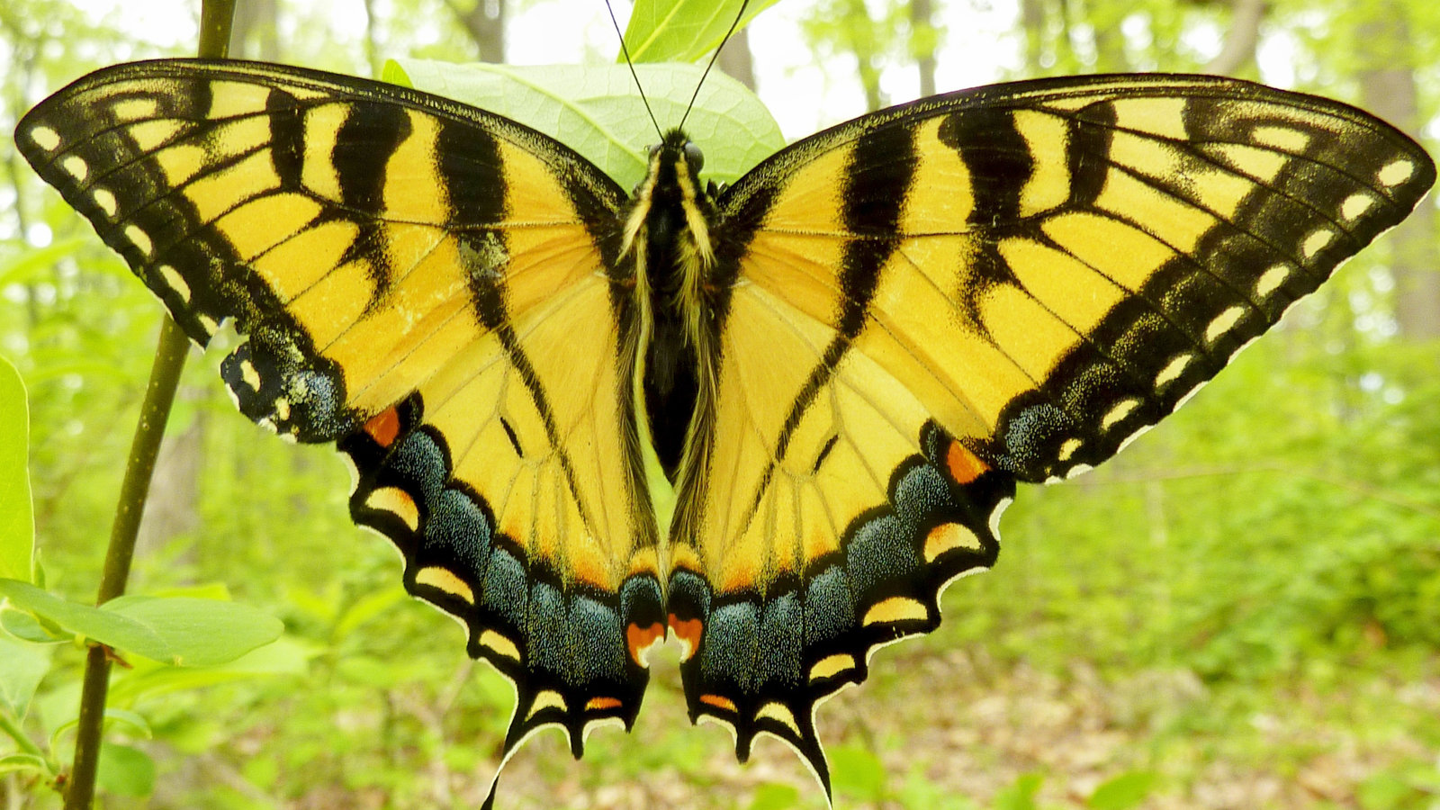 state-insect-of-virginia-tiger-swallowtail-butterfly-symbol-hunt