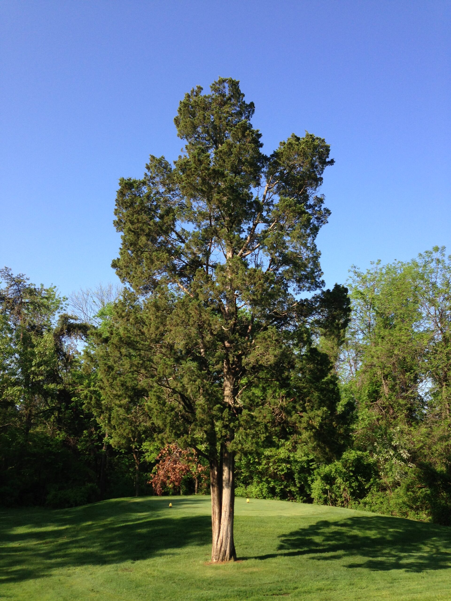 State tree of Tennessee