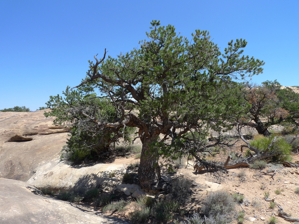 State tree of New Mexico