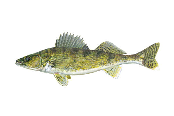 State fish of South Dakota