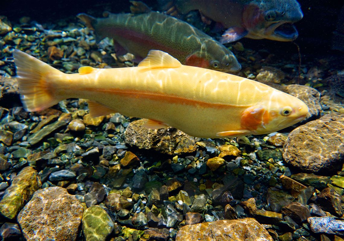 State fish of West Virginia
