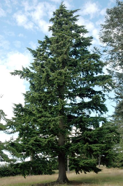 State tree of Washington