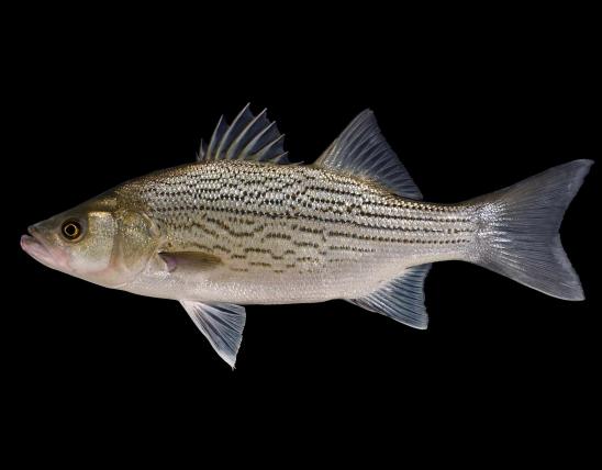 State fish of Oklahoma
