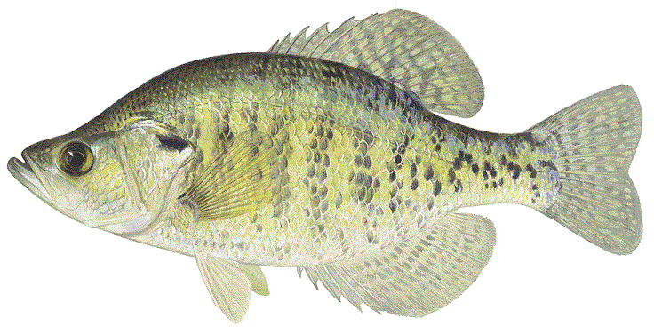 State fish of Louisiana