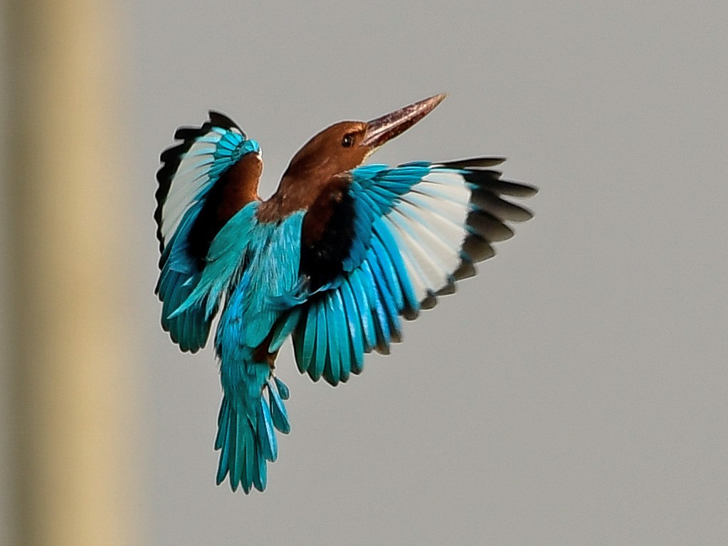 State bird of West Bengal