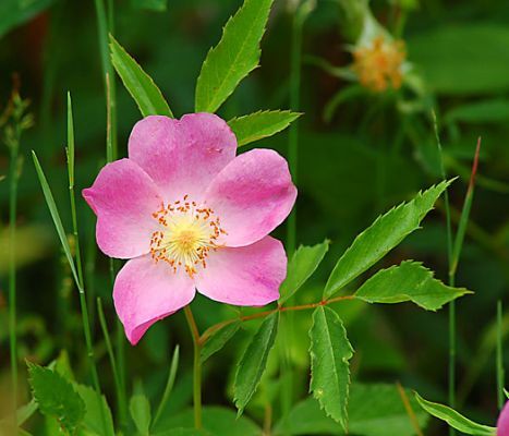 State flower of North Dakota