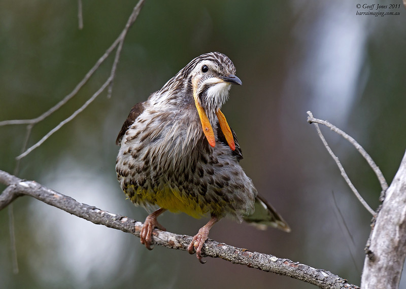 State bird of Tasmania