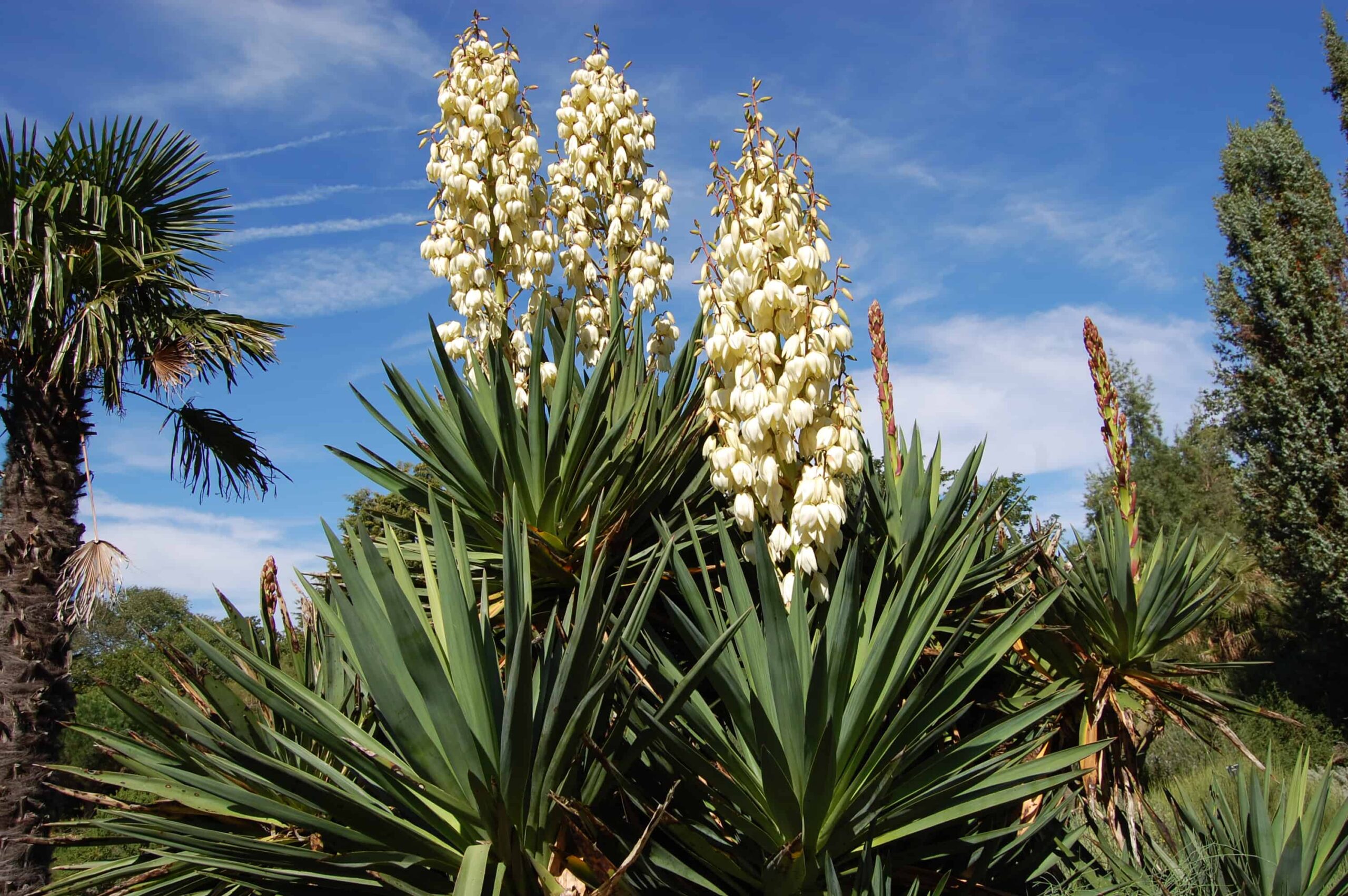 State Flower of New Mexico Yucca Symbol Hunt