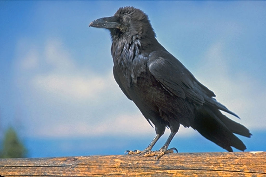 State bird of Yukon
