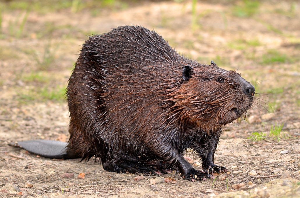 National animal of Canada - Beaver | Symbol Hunt