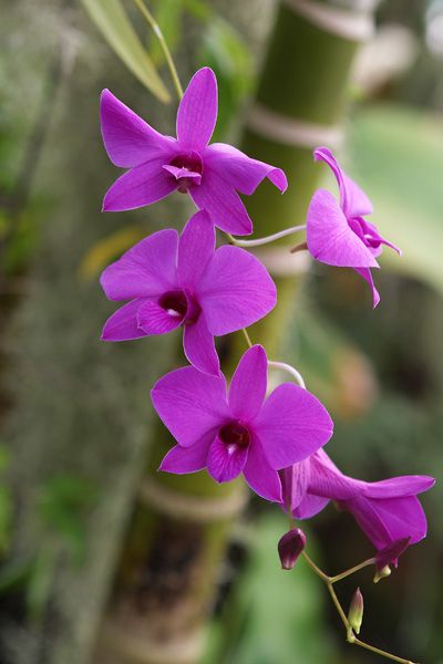 State flower of Queensland