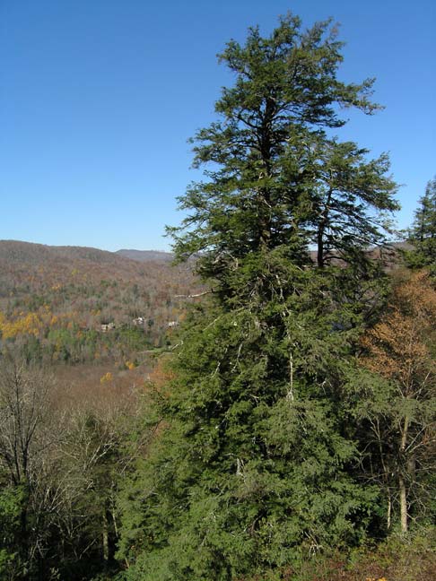 State tree of Pennsylvania