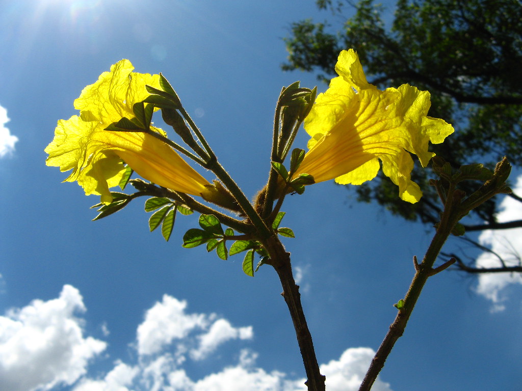 National flower of Brazil - Ipê-amarelo