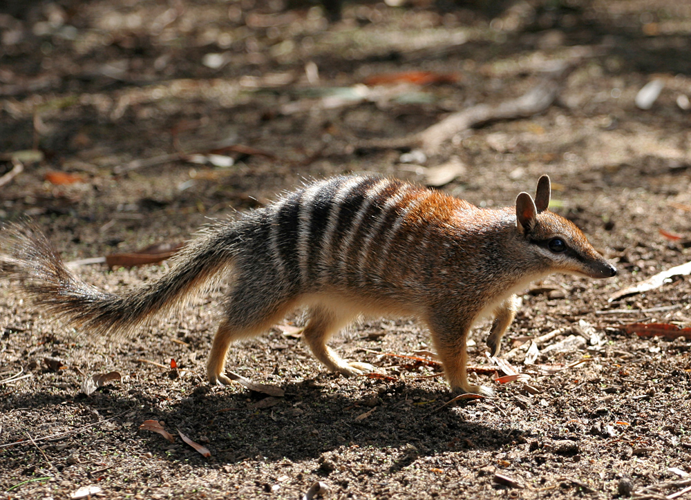State Animal of Western Australia | Numbat | Symbol Hunt
