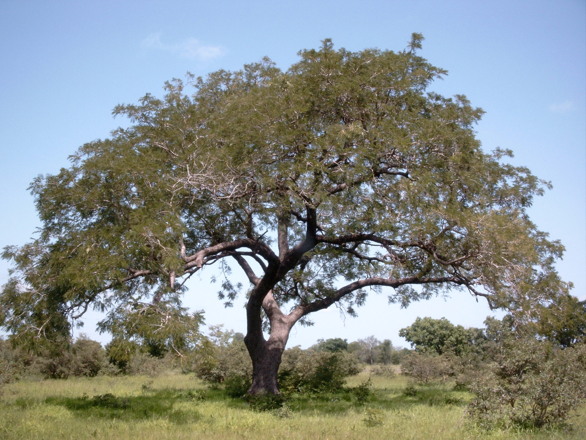 State tree of Tocantins