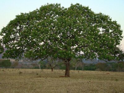 State tree of Minas Gerais