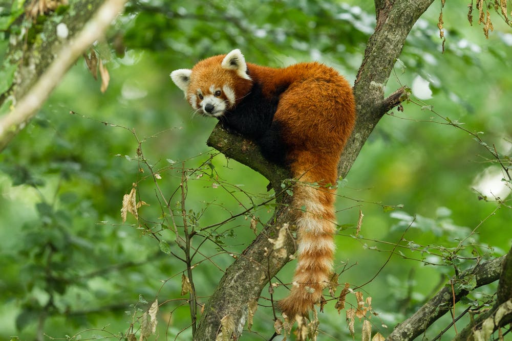 State Animal of Sikkim | Red panda | Symbol Hunt
