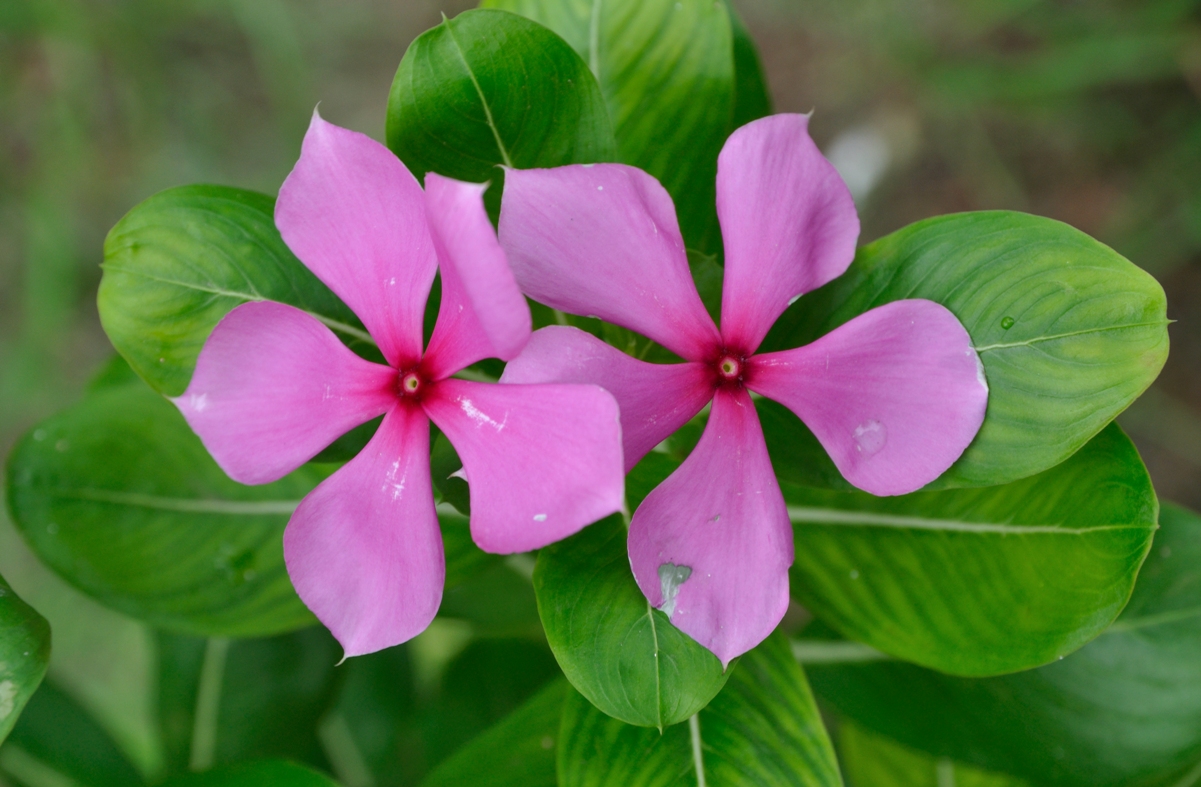 Punjab Pakistan State Symbols State Animal State Flower State Flag 