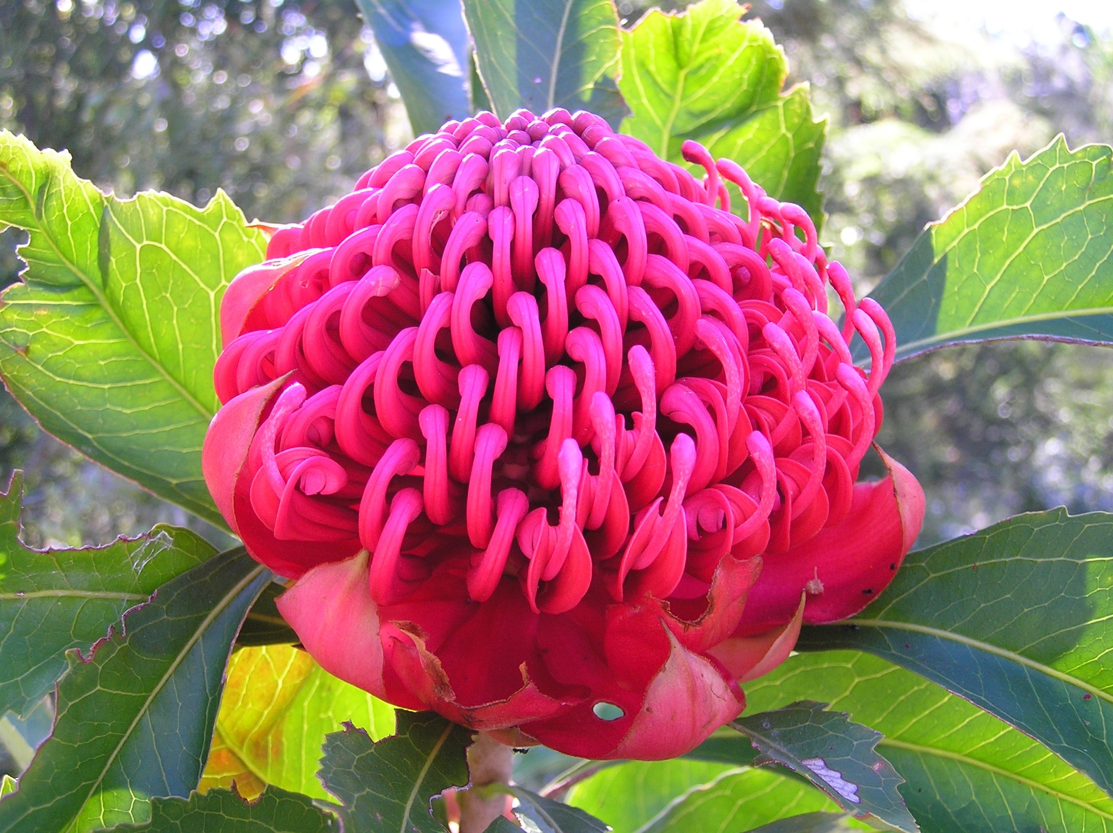 State flower of New South Wales