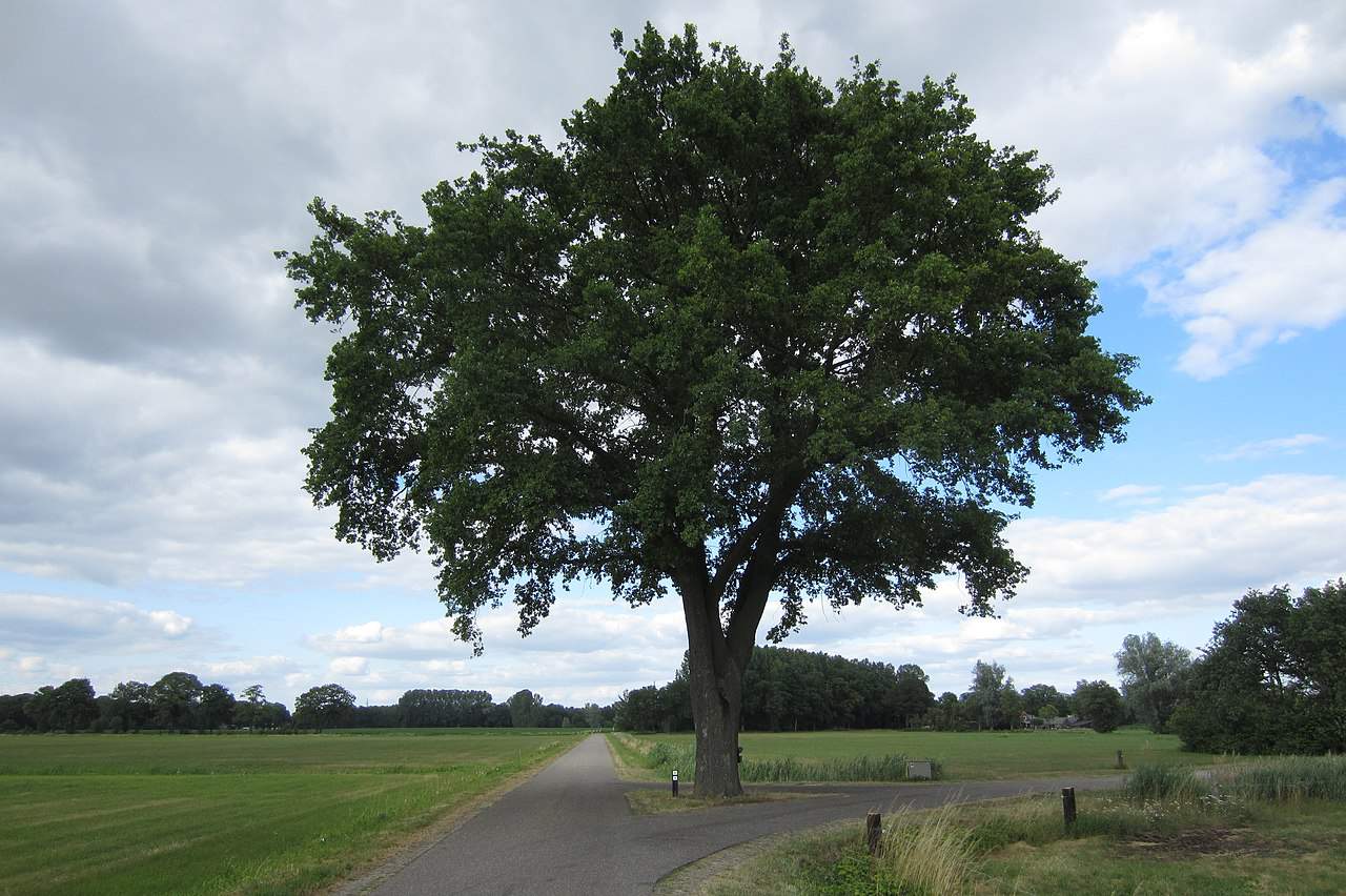 National tree of England