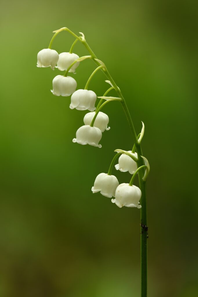 17th May Birth Flower | Symbol Hunt